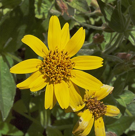 Arnica mollis -- Hairy Arnica