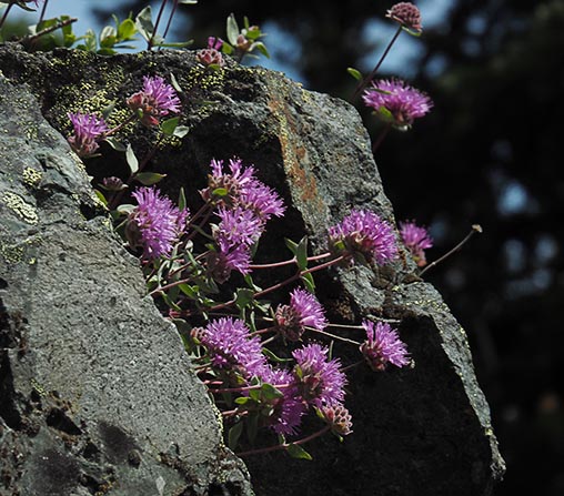 Monardella odoratissima -- Mountain Mint