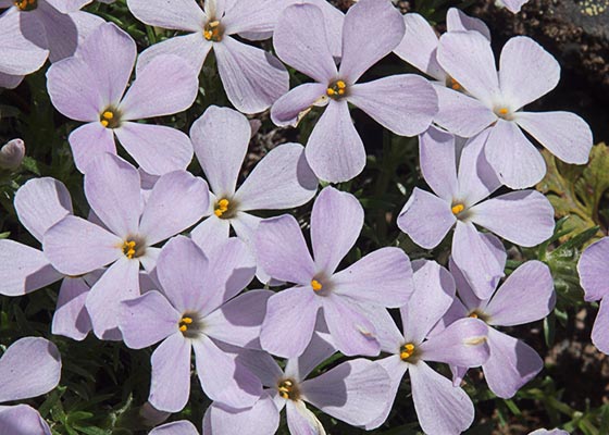 Phlox diffusa -- Spreading Phlox